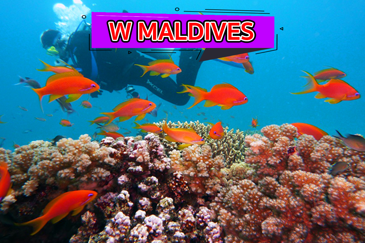 W Maldives รีสอร์ทมัลดีฟส์ รีสอร์ทที่มีจุดดำน้ำ