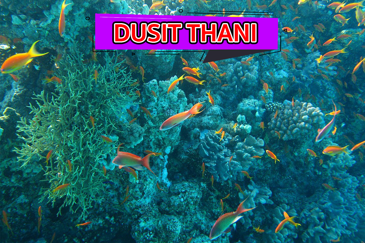 Dusit Thani รีสอร์ทมัลดีฟส์ รีสอร์ทที่มีจุดดำน้ำที่น่าสนใจ