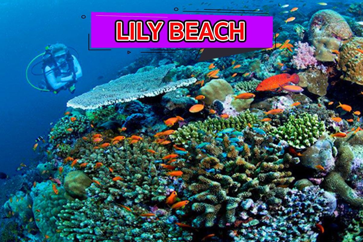 Lily Beach รีสอร์ทมัลดีฟส์ รีสอร์ทที่มีจุดดำน้ำที่น่าสนใจ